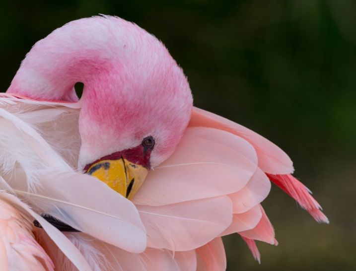 James's flamingo preening